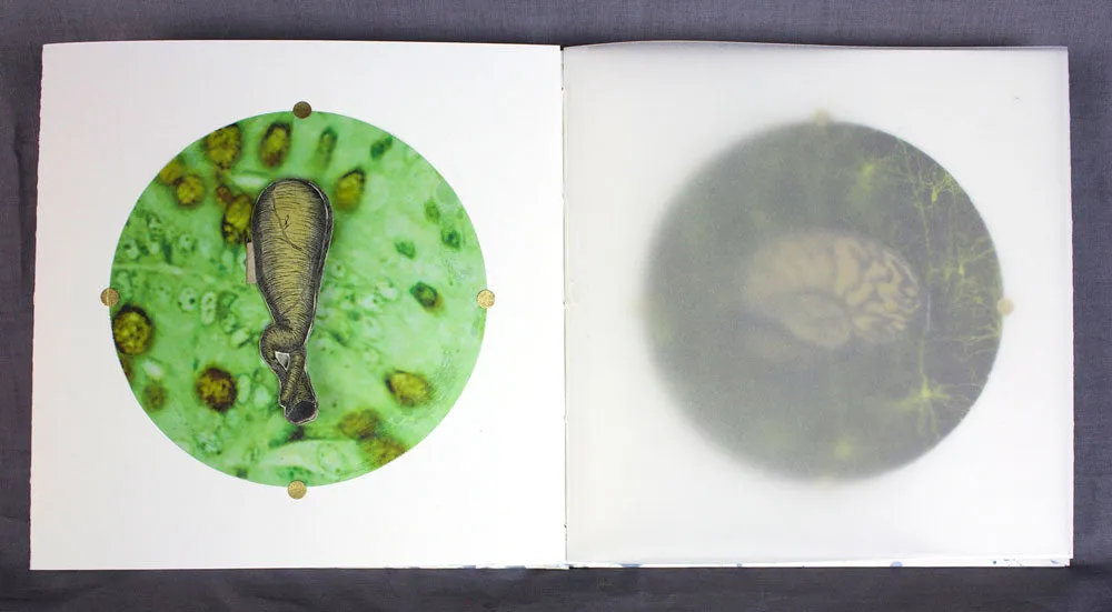 Anatomical Inquiry by Angela Batchelor -SOLD!