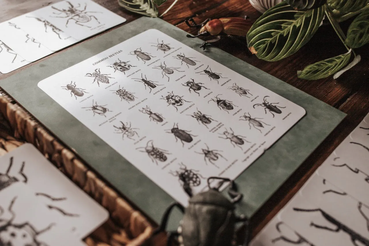 Beetles Poster and Flashcards