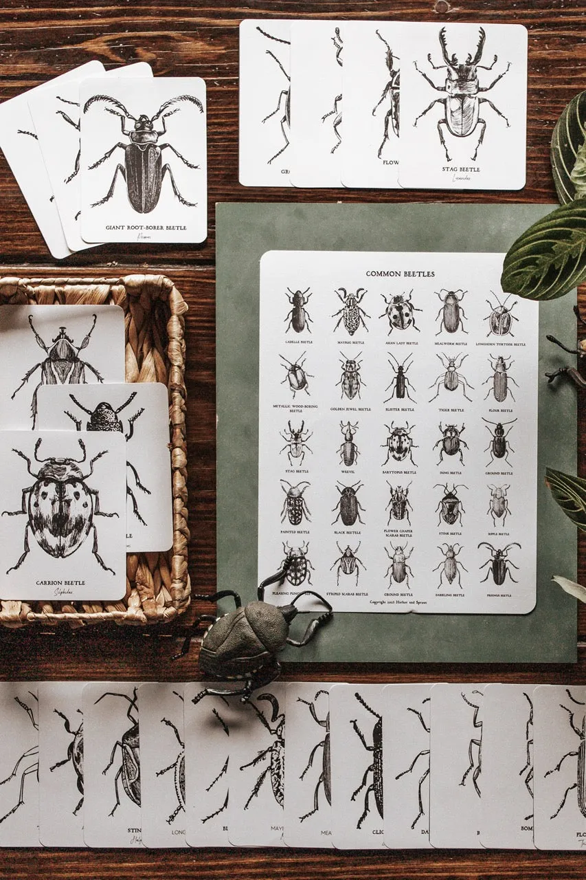 Beetles Poster and Flashcards