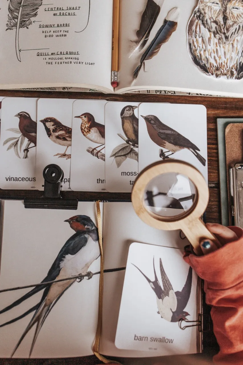 Birds Around the World Cards