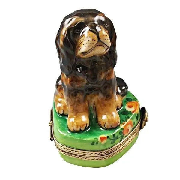 Black and Tan King Charles Spaniel Dog
