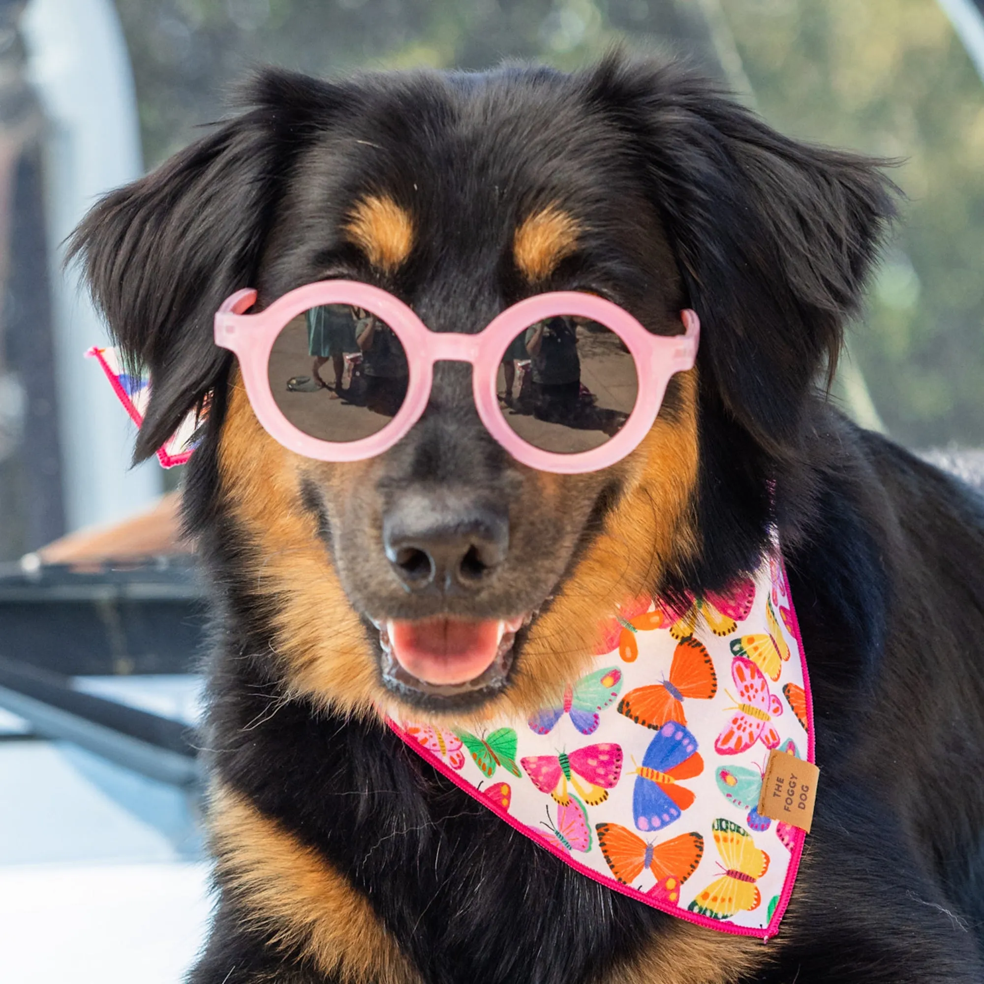 Bright Butterflies Dog Bandana