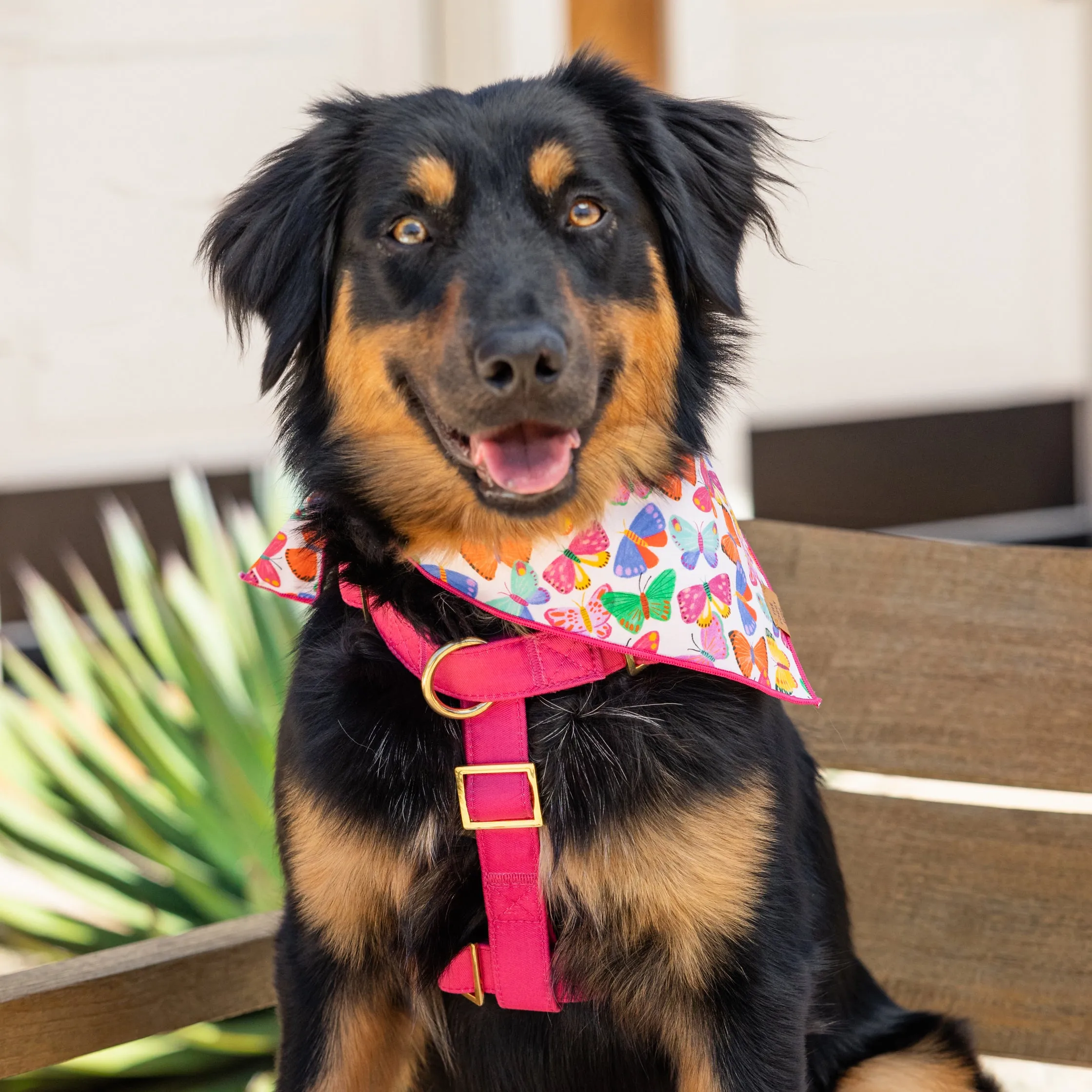 Bright Butterflies Dog Bandana