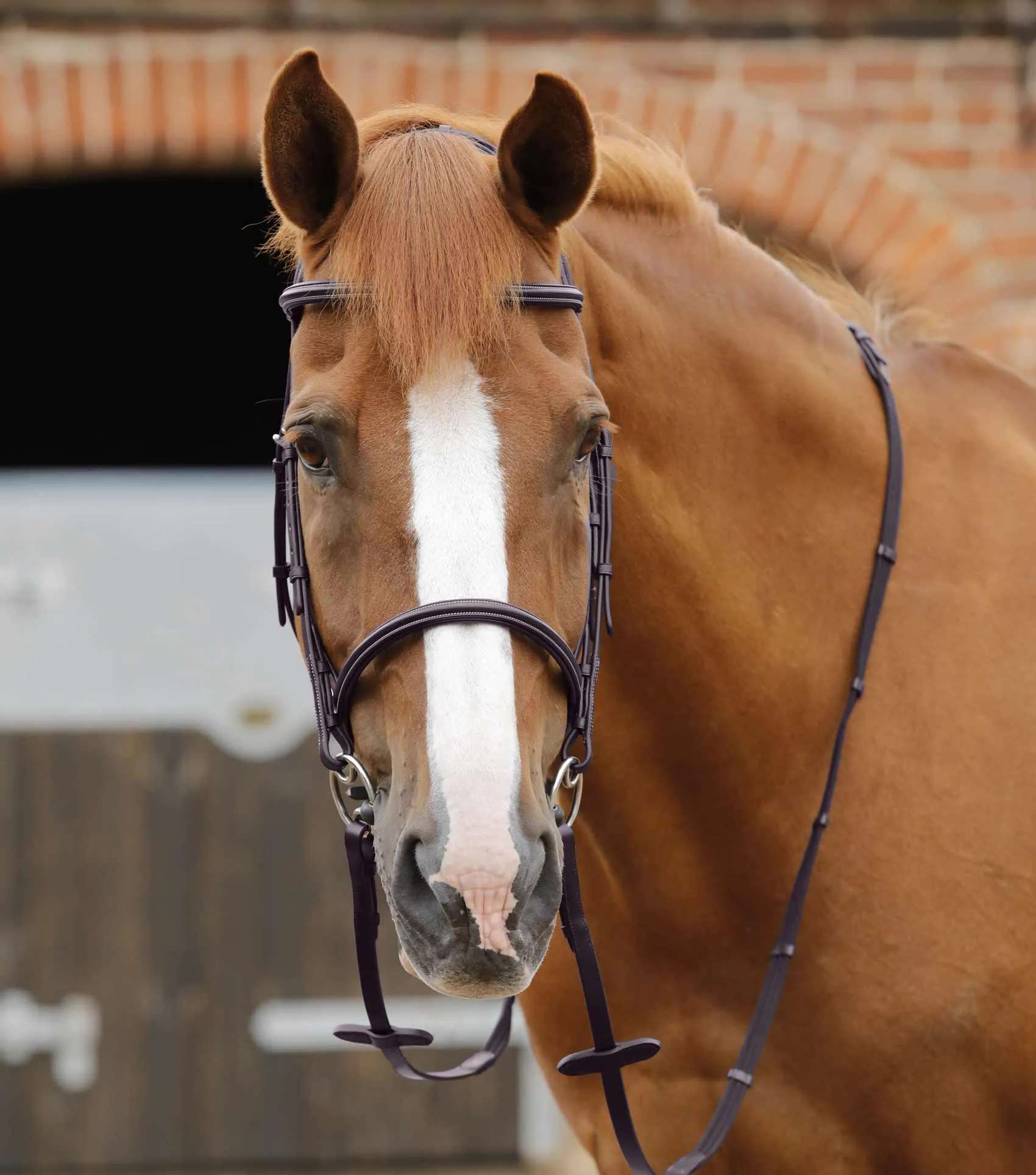 Caloveto Web Reins Brown