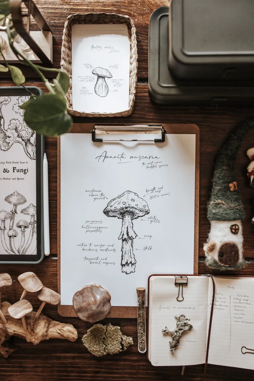 Curio Nature Society Field Guide Issue 8- FUNGI