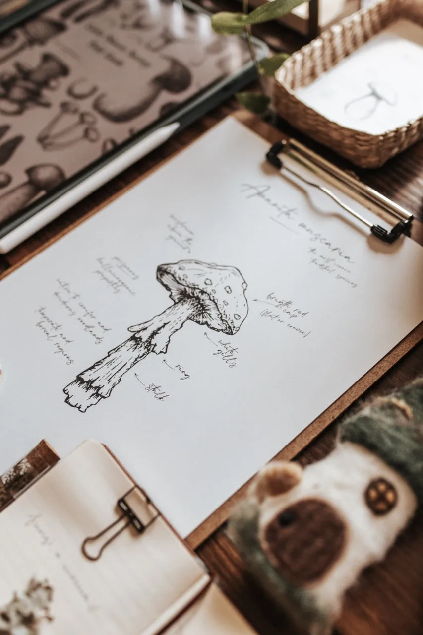 Curio Nature Society Field Guide Issue 8- FUNGI