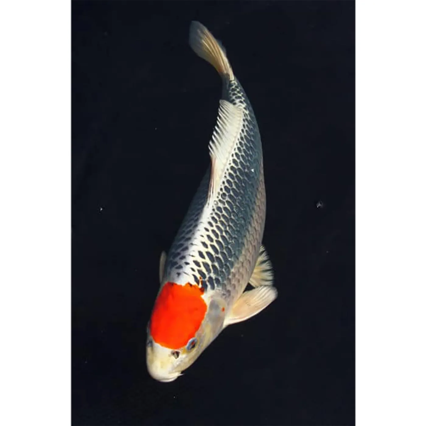 DiveR Composite Blades - Tancho Koi
