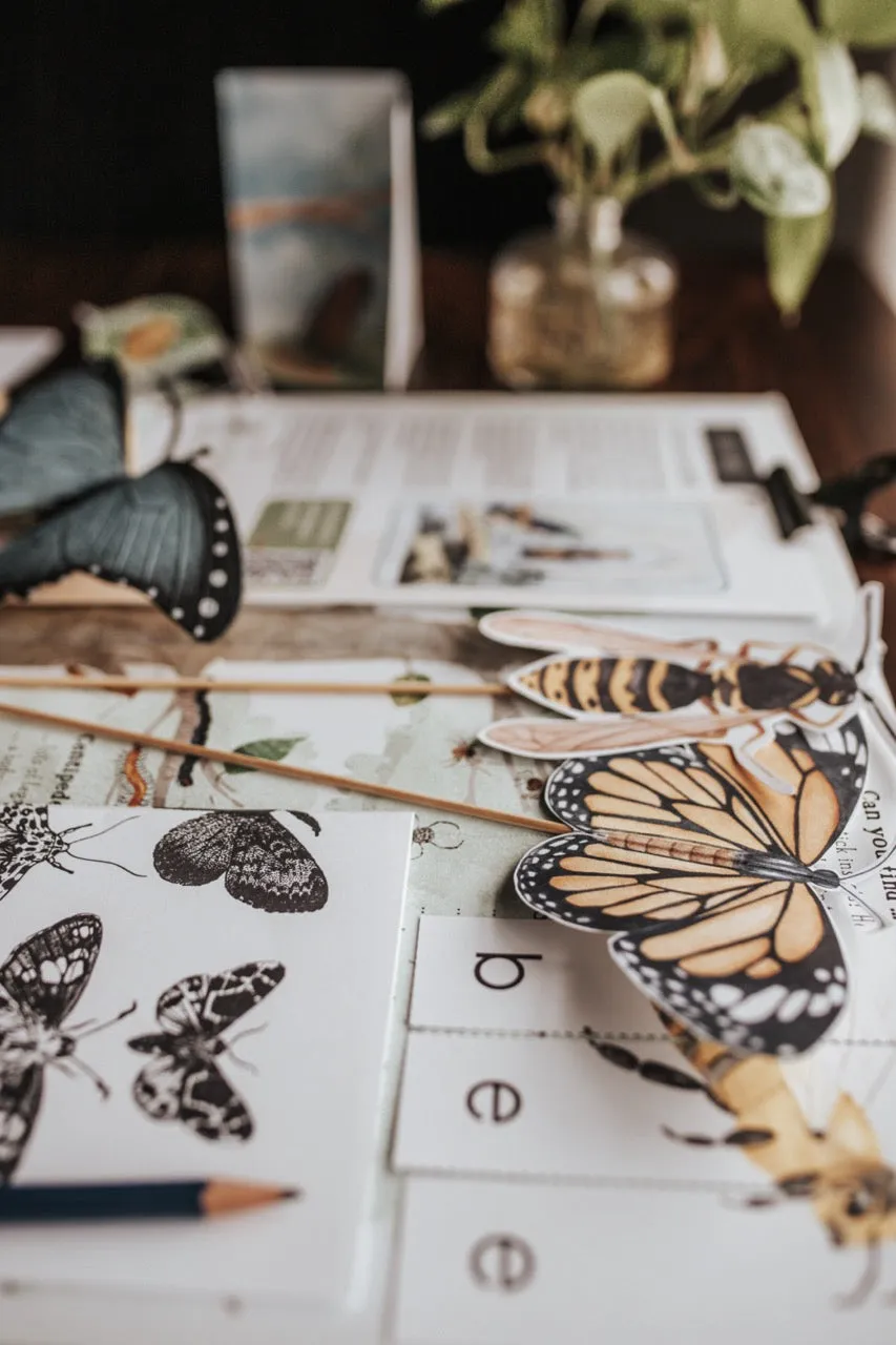 Entomology Patchwork Study