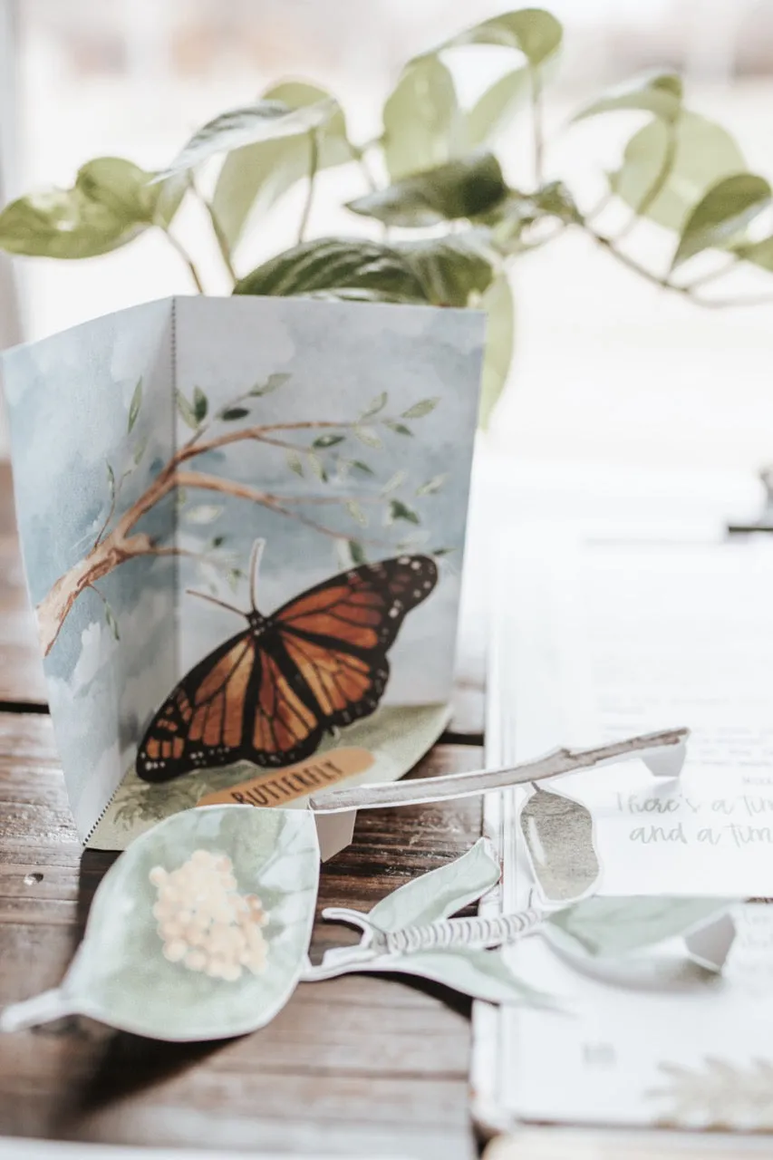 Entomology Patchwork Study
