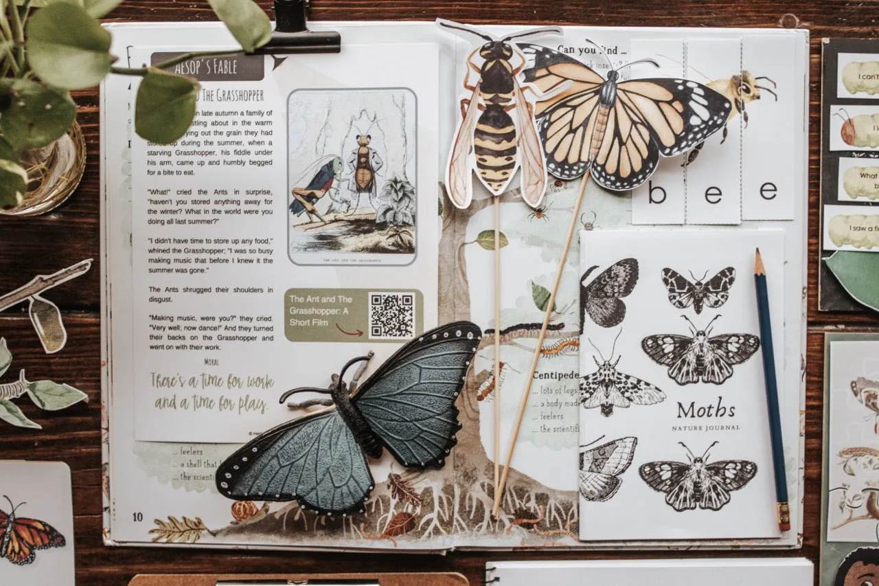Entomology Patchwork Study