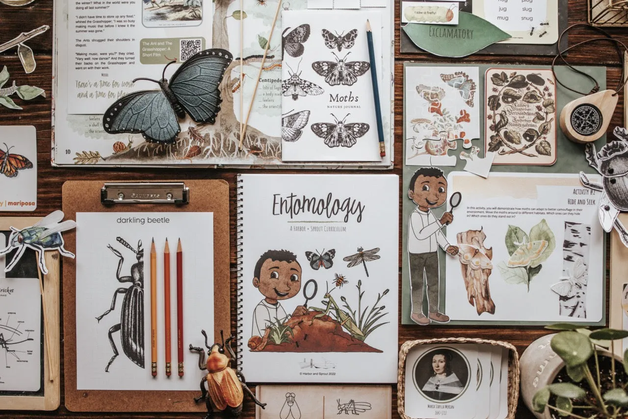 Entomology Patchwork Study