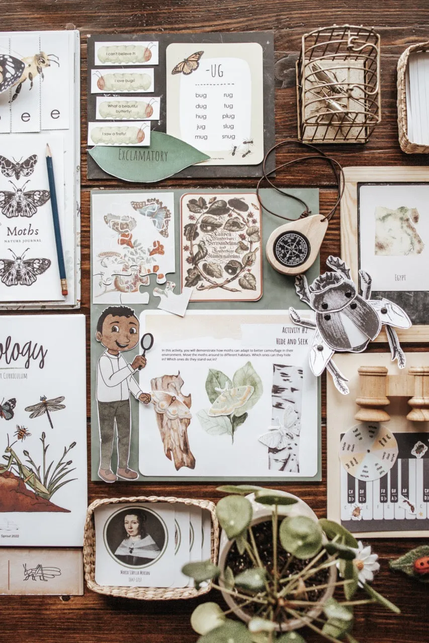 Entomology Patchwork Study