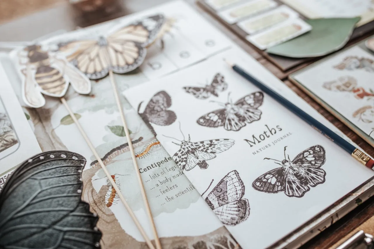 Entomology Patchwork Study