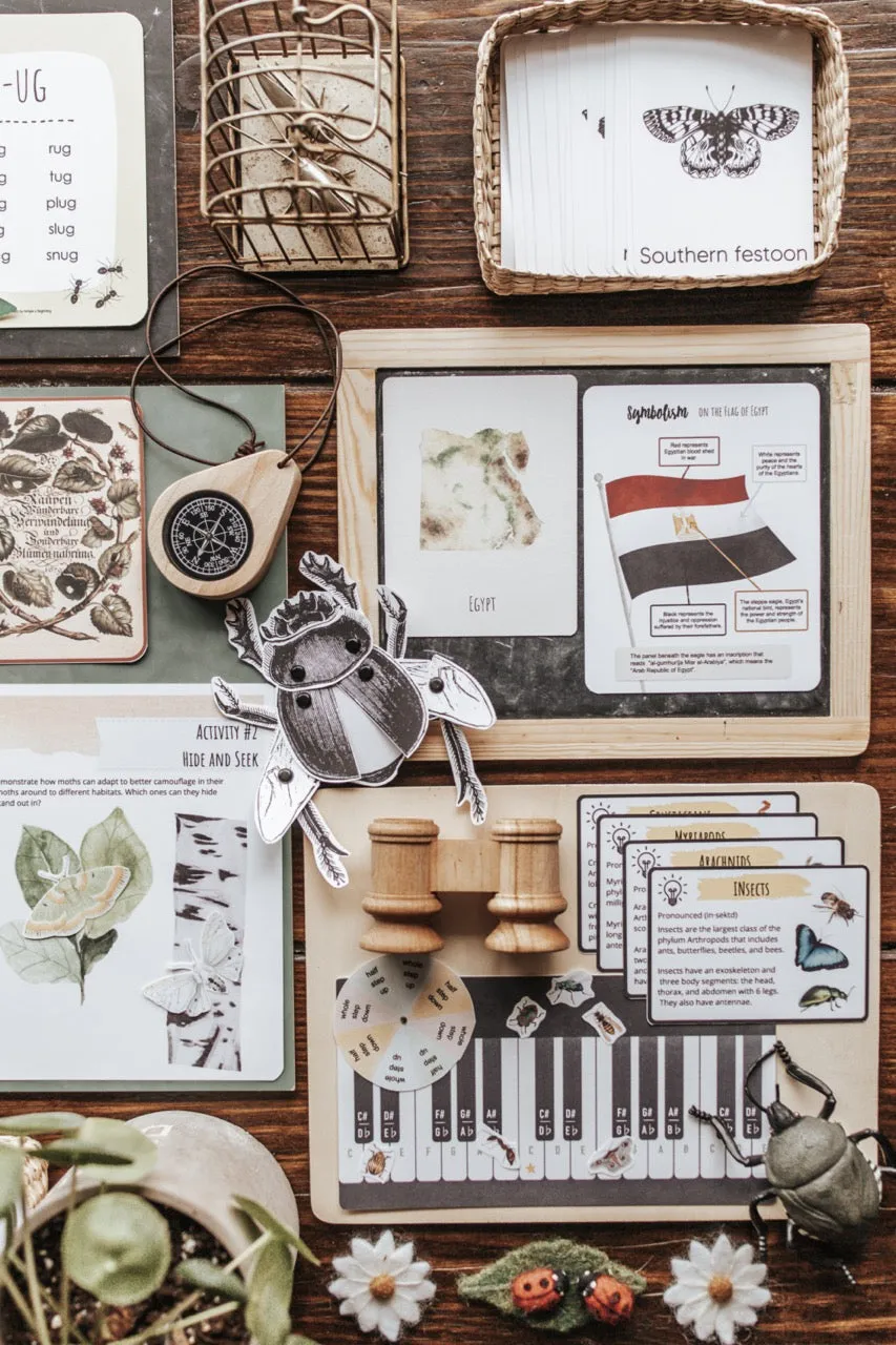 Entomology Patchwork Study