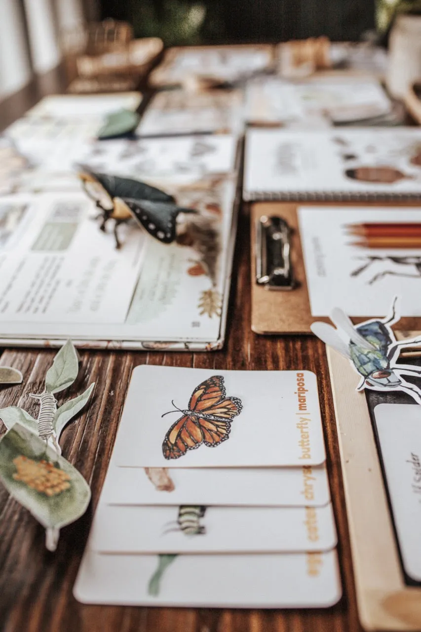 Entomology Patchwork Study