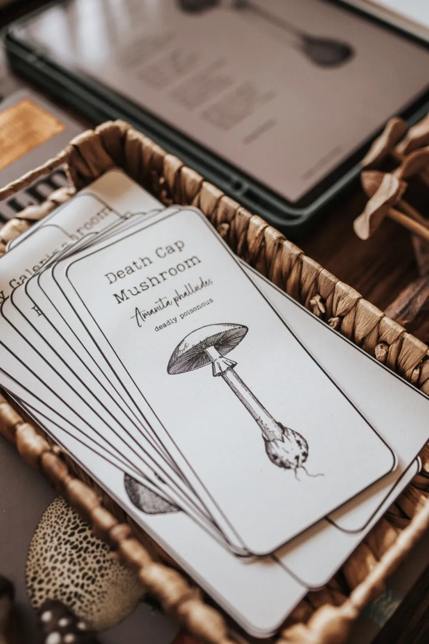 Fungi Flash Cards