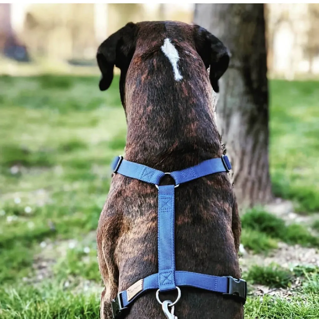 Haqihana Blue Harness