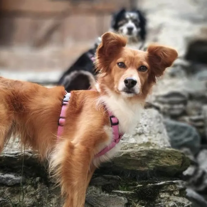 Haqihana Pink Harness