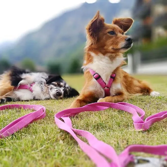 Haqihana Pink Harness