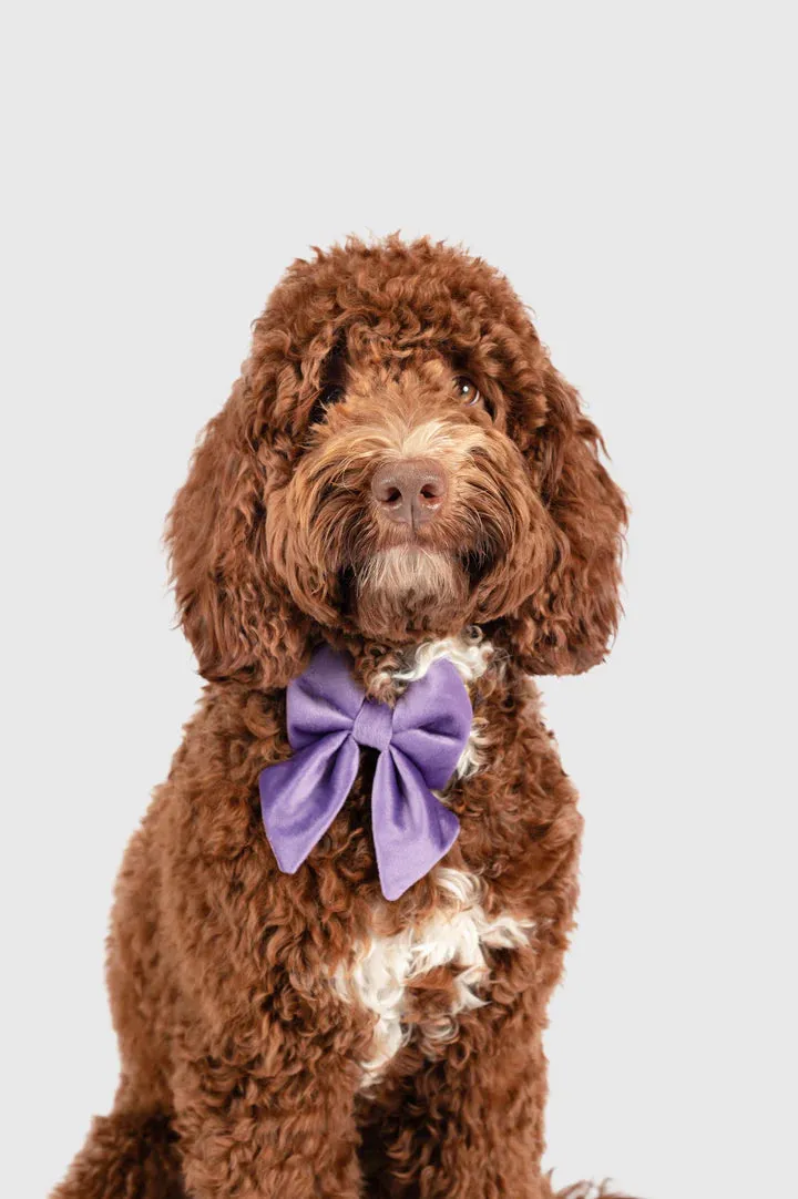 MOLLY & CO. - Collar- Violet Velvet