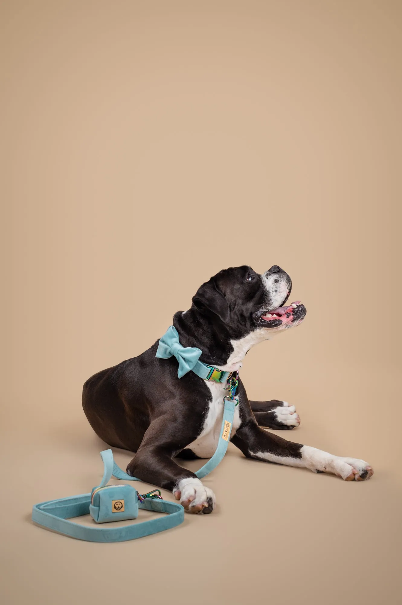 Molly Velvet - Dog Leash