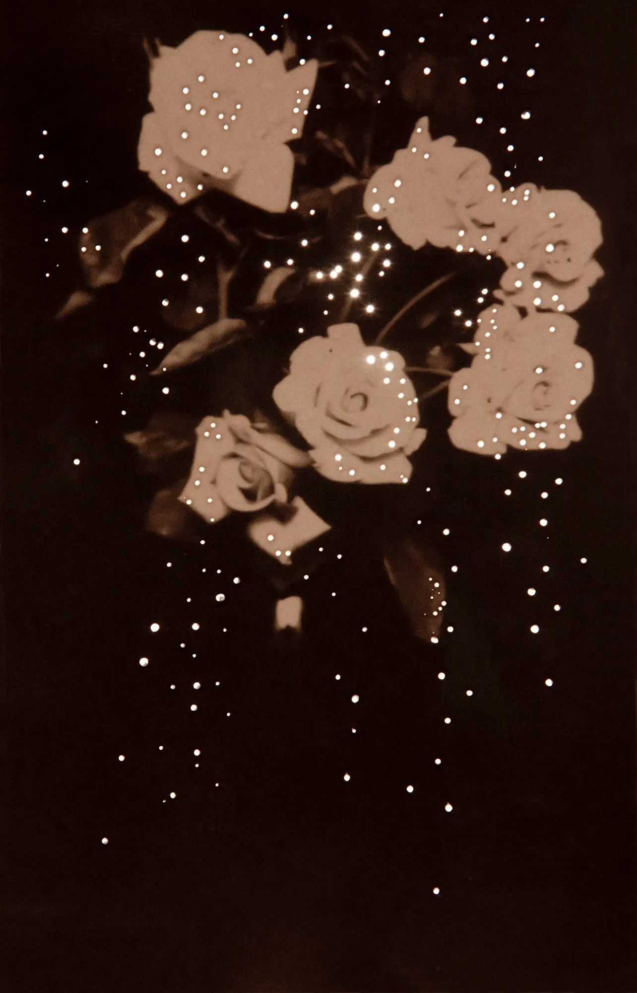 Mom’s Roses, 1914