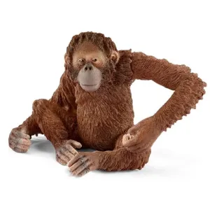 Orangutan Female
