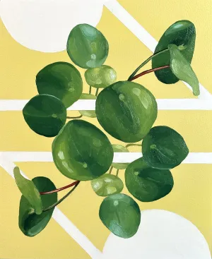 Peperomia Pilea