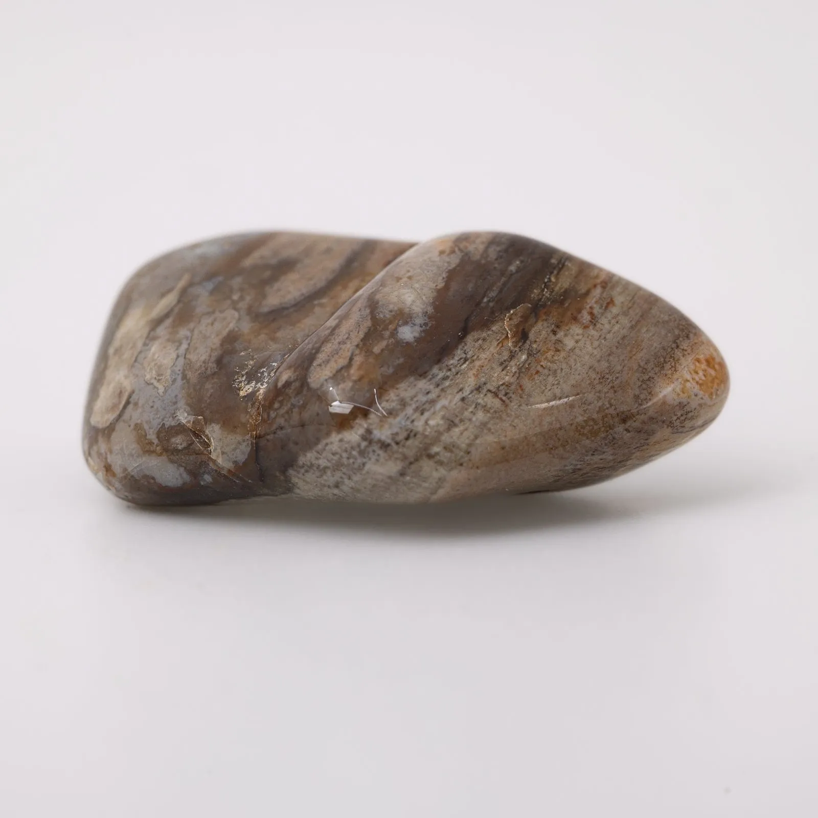 Petrified Wood Tumbled