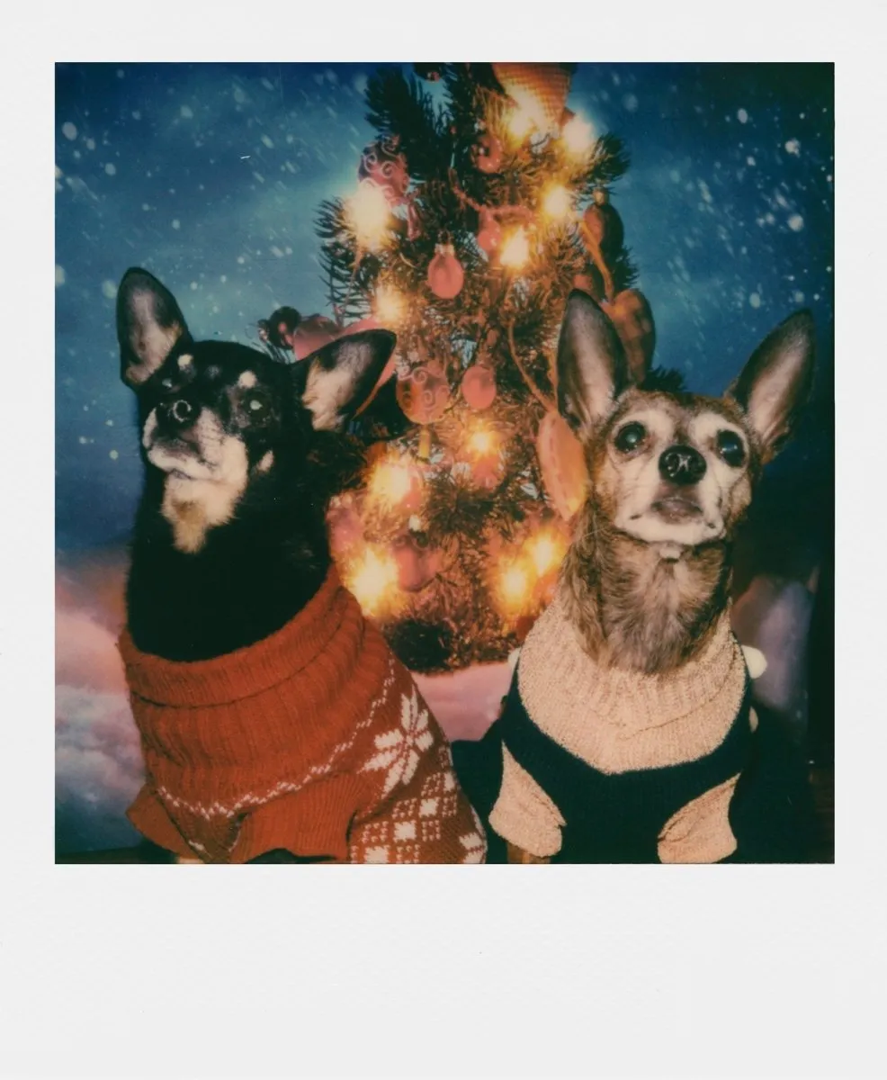 Polaroid 600 Film - Colour