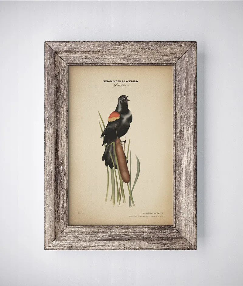 Red-winged Blackbird print