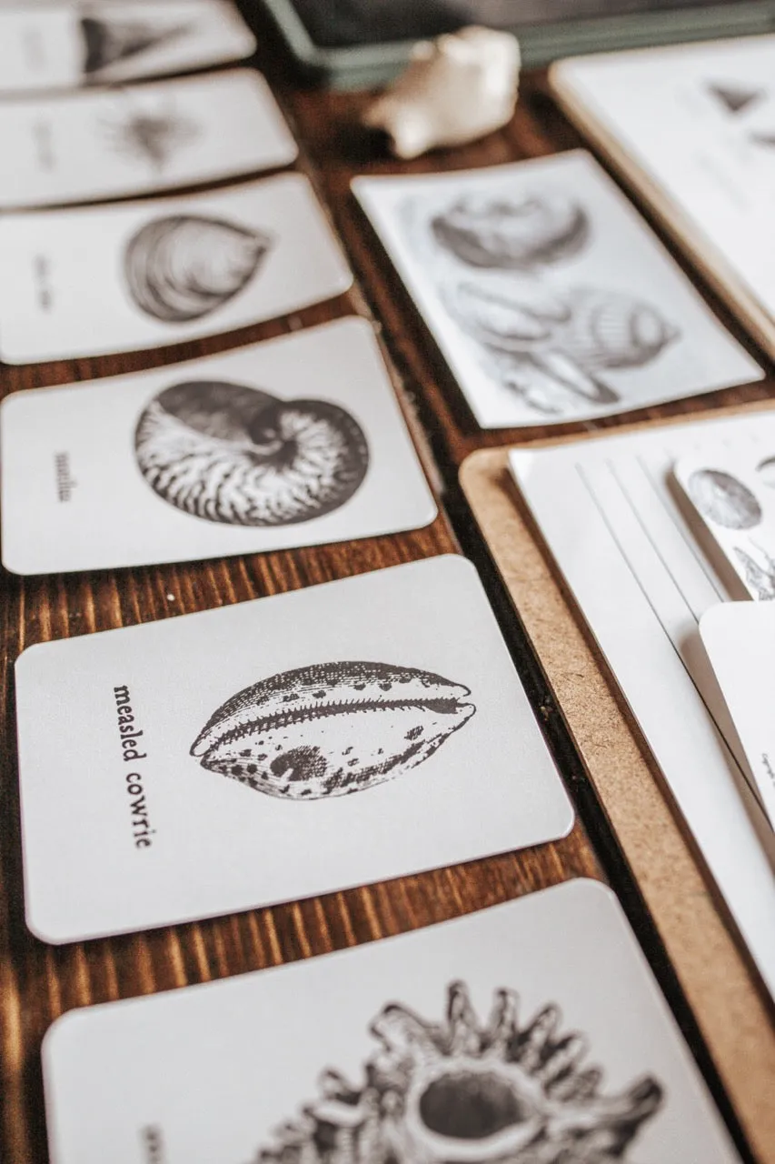 Seashell Study
