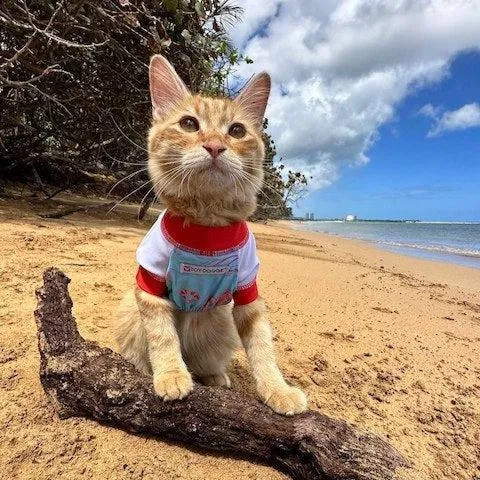SPF50 Sleeveless Rash Guard for Dogs | Nauti-Paws