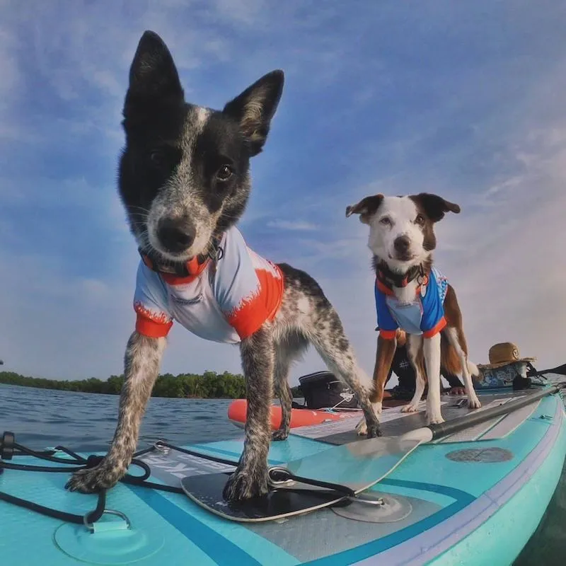 SPF50 Sleeveless Rash Guard for Dogs | Nauti-Paws